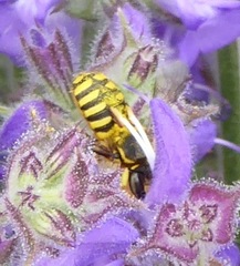 Anthidium