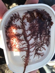Cumathamnion decipiens