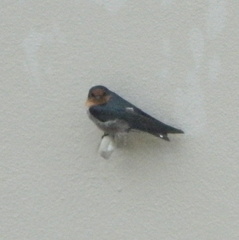 Hirundo tahitica
