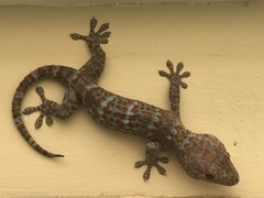 Gekko gecko