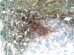 Pharsalia subgemmata