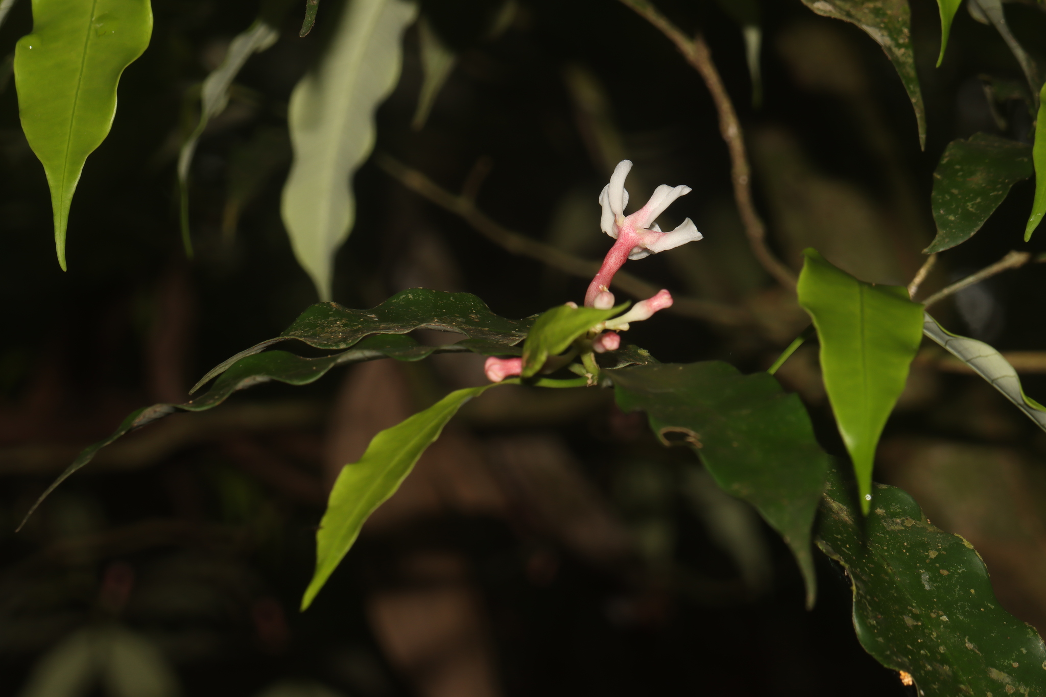 Imagem de Jasmim-do-igapó