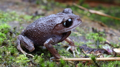 Montane Litter Frog photo 2