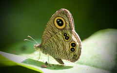 Ypthima baldus