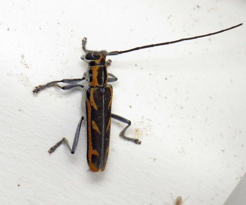 Oblique-banded Longhorn Beetle