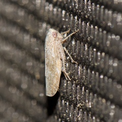 Paraphlepsius continuus