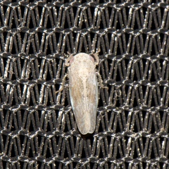 Paraphlepsius continuus