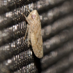 Paraphlepsius continuus