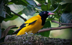 Oriolus xanthornus