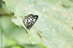 Castalius rosimon