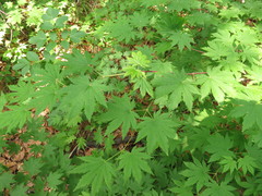 Acer pseudosieboldianum