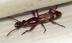 Arrhenodes minutus
