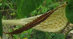 Oxypetalum harleyi