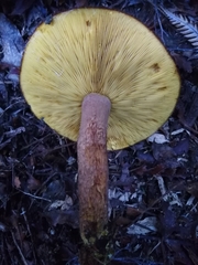 Tricholomopsis scabra