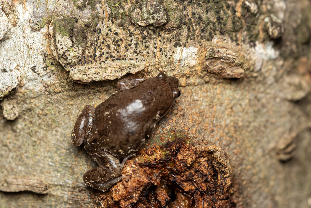 Western Narrow mouthed Toad From Rowlett TX USA On May 20 2024 At 03 Western Narrow mouthed Toad From Rowlett TX USA On May 20 2024 At 03