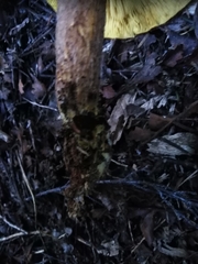 Tricholomopsis scabra