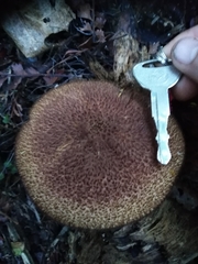 Tricholomopsis scabra