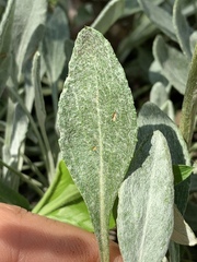 Packera antennariifolia