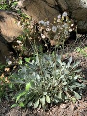 Packera antennariifolia