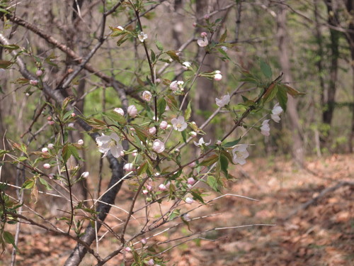 Prunus glandulosa, photograph 6