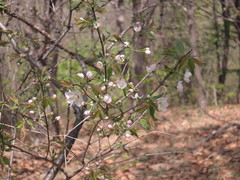 Prunus glandulosa