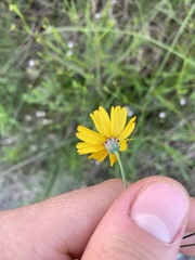 Thelesperma simplicifolium