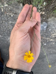 Thelesperma simplicifolium