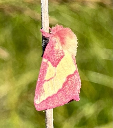 Pink Prominent photo 4