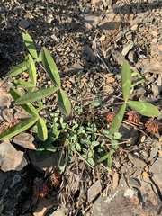 Trifolium virginicum