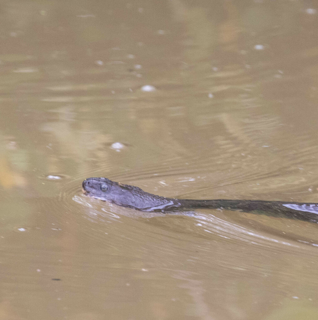 Common Watersnake from Ottawa County, OH, USA on May 7, 2024 at 11:22 ...