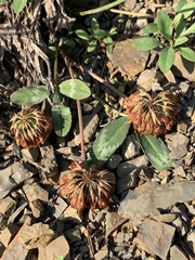 Trifolium virginicum