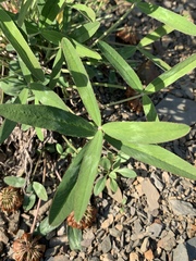 Trifolium virginicum