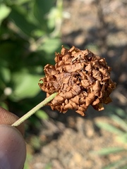 Trifolium virginicum
