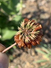 Trifolium virginicum
