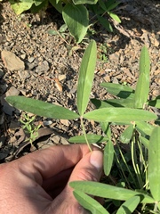 Trifolium virginicum