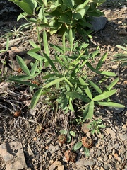 Trifolium virginicum