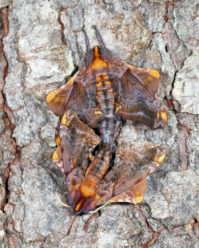 Smaller Sphinx Small-eyed Sphinx from Watoga SP, Pocahontas County, WV, USA on May 13 ...