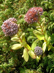 Hylotelephium anacampseros