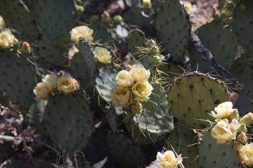 Image of Opuntia chisosensis by (c) William Harmon, some rights reserved (CC BY)
