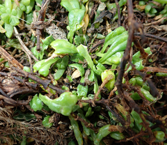 Lepidium oligodontum