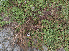 Lepidium oligodontum