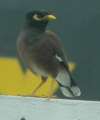 Acridotheres tristis