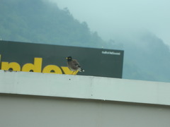 Acridotheres tristis