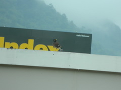 Acridotheres tristis