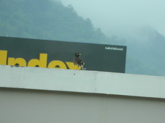 Acridotheres tristis