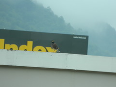 Acridotheres tristis