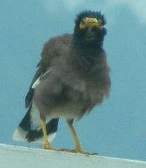 Acridotheres tristis