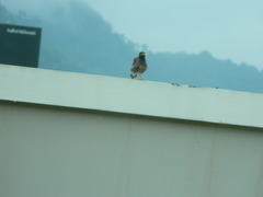 Acridotheres tristis