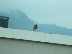 Acridotheres tristis