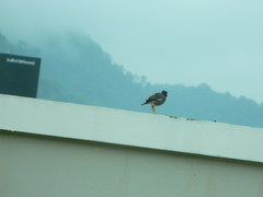 Acridotheres tristis